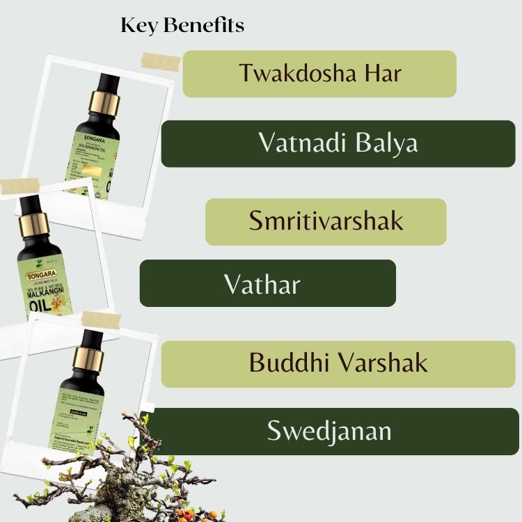 Songara Pure Malkangani (Jyotishmati) Oil (Celastrus paniculatus), Natural Therapeutic Grade for Intellect, Memory, Skin| Cold Pressed 50ml