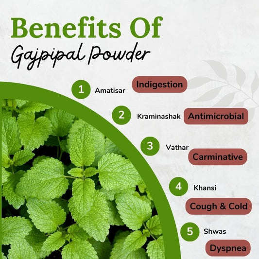Songara Gaj Pipal -Ayurvedic Gajpeepal - Gaj Peepal - Scindapsus Officinalis Powder| Pure Natural and Ayurvedic (Pack