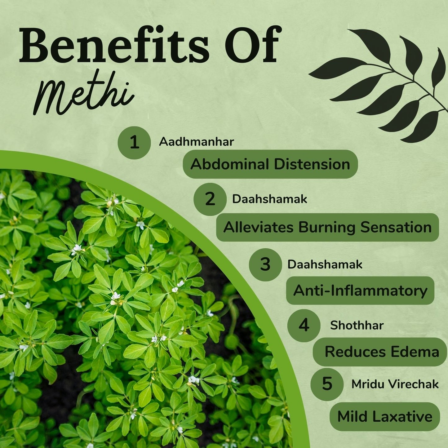 Songara Methi Powder: (Trigonella Foenum-Graecum) Pure Natural Ayurvedic Blood Sugar Support Lactation Support