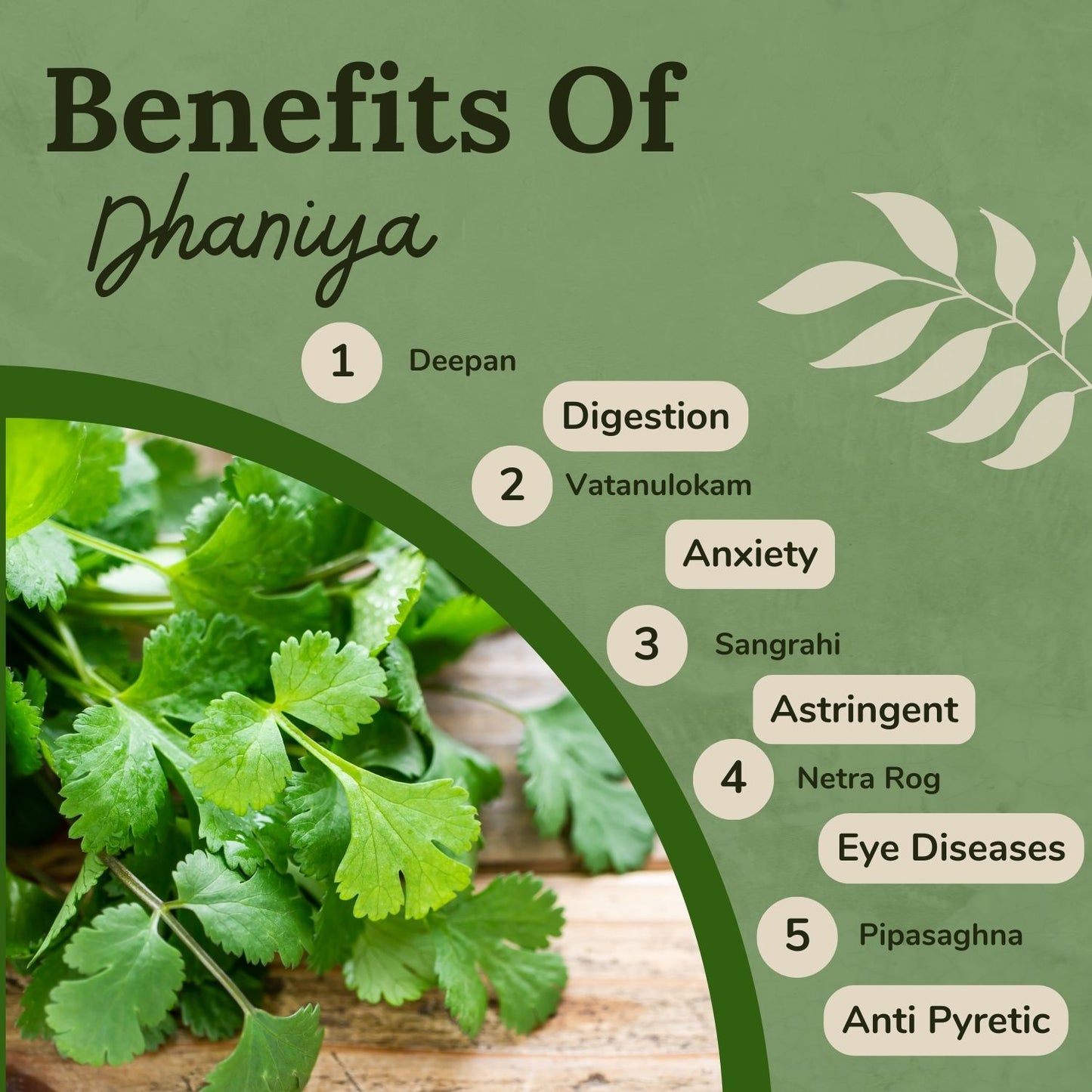 Songara Dhaniya Powder: Fresh & Natural Coriander Powder/Dhaniya Powder Indian Masala | Preservative Free | 100 Gram (1