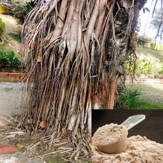 Bad (Vat Vriksha) Powder: Ficus bengalensis| Ayurvedic Medicine - Powder