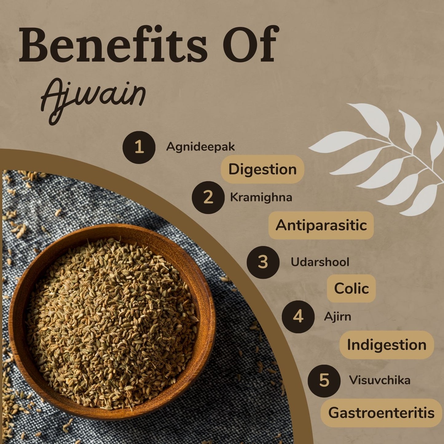 Songara: Ajwain Powder - (Trachyspermum ammi) Pure Natural Ajwain Powder Carom Seeds Powder | Herbal Ayurvedic | Health