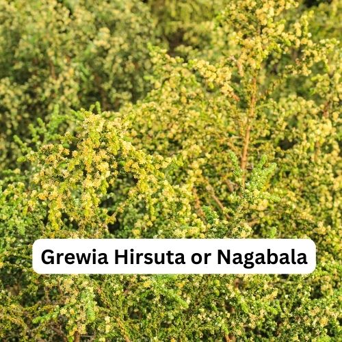 Nagbala or Grewia Hirsuta - Benefits, Medicinal Properties, Uses and Side Effects