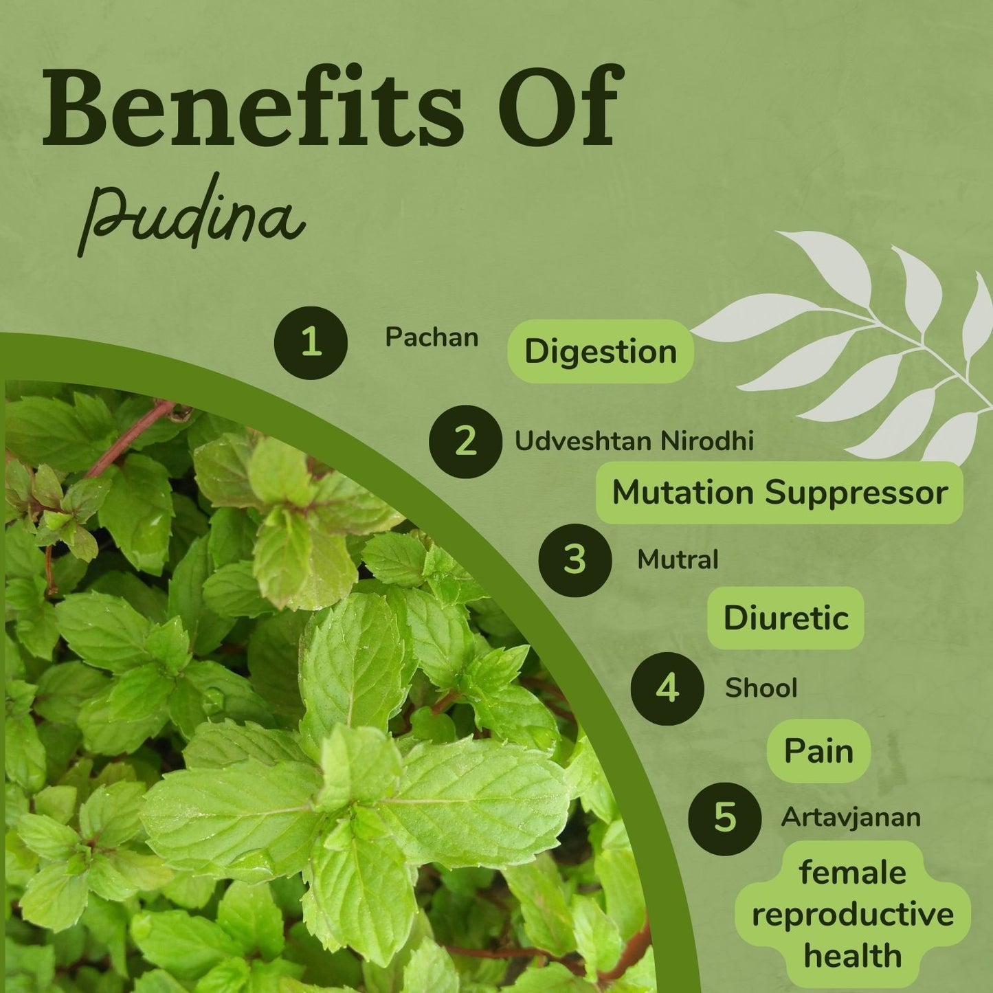 Songara Pudina Powder - (Mentha spicata) herbal remedy for bloating and gas