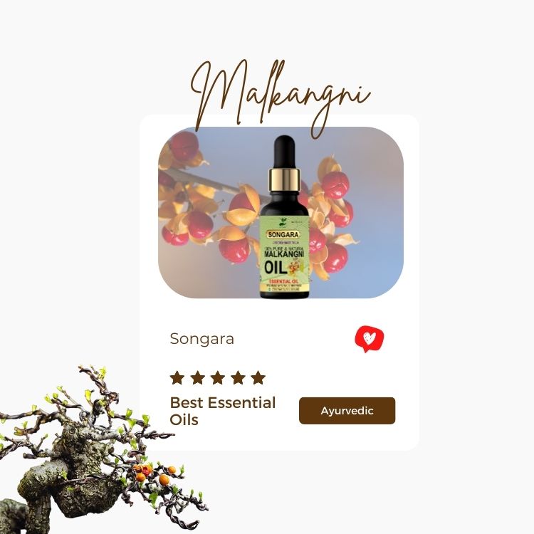 Songara Pure Malkangani (Jyotishmati) Oil (Celastrus paniculatus), Natural Therapeutic Grade for Intellect, Memory, Skin| Cold Pressed 50ml