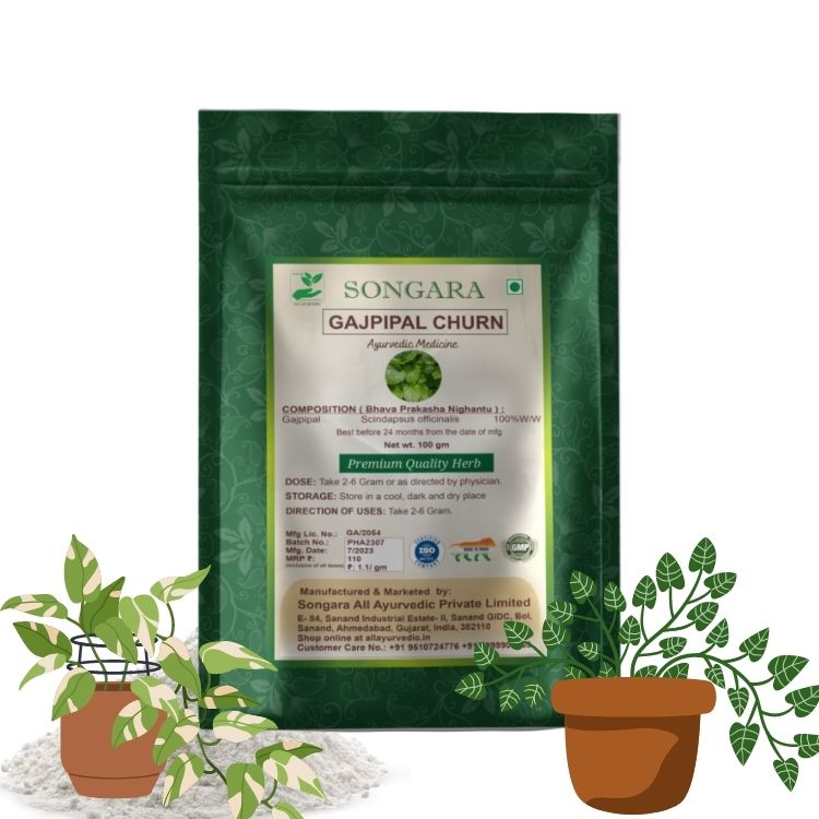 Songara Gaj Pipal -Ayurvedic  Gajpeepal - Gaj Peepal - Scindapsus Officinalis Powder| Pure Natural and Ayurvedic (Pack of 1)